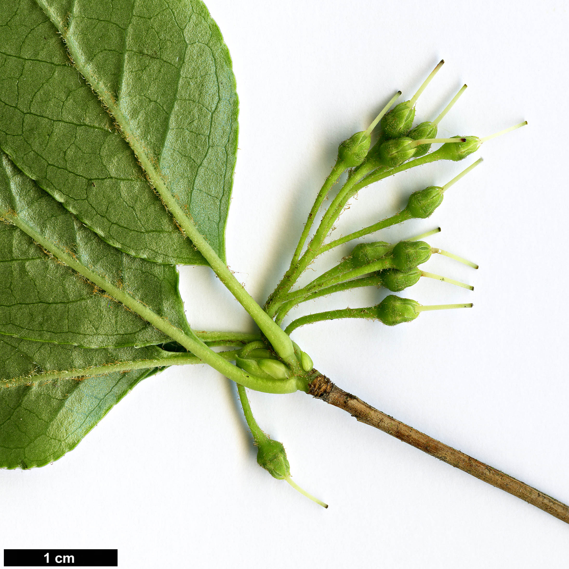 High resolution image: Family: Ericaceae - Genus: Enkianthus - Taxon: perulatus